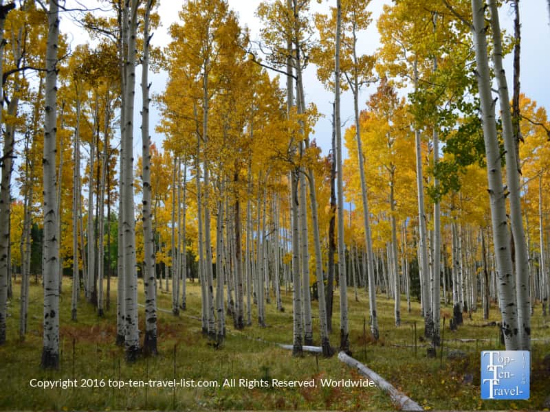 Aspen Corner in Flagstaff fall color