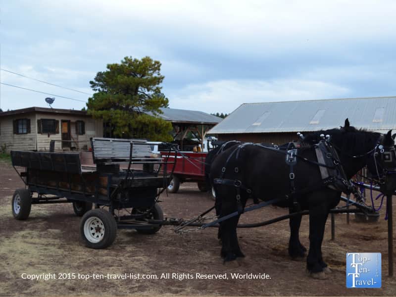 Hayride at Hitchin Post Stables in Flagstaff, Arizona