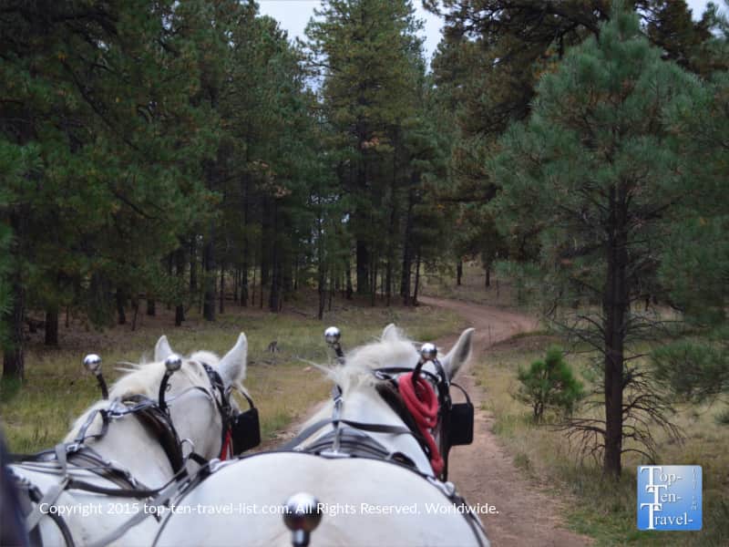 Hayride through ponderosa pines at Hitchin Post Stables