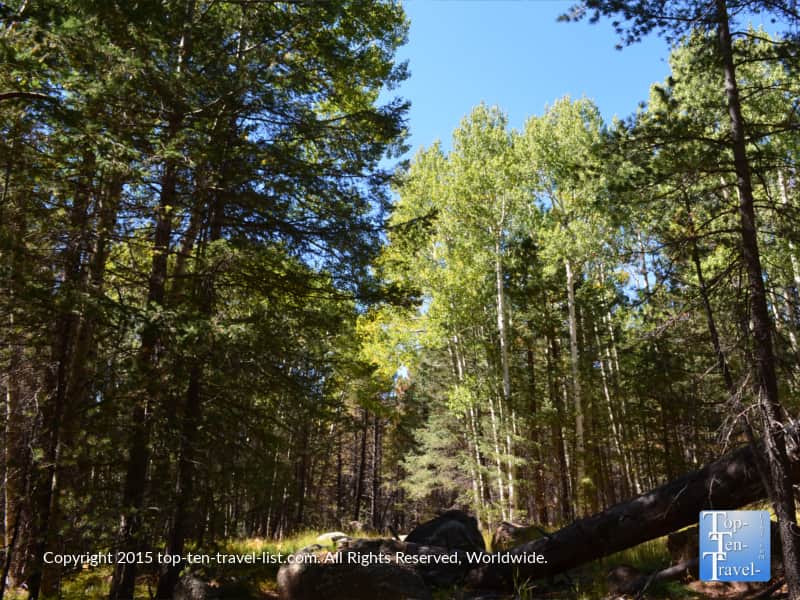 Aspens lining the Bismark Lake trail in Flagstaff