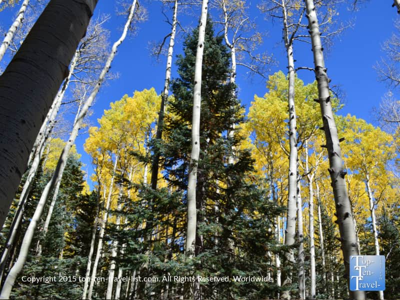 Ponderosa pines and aspens on the Flagstaff Inner Basin trail