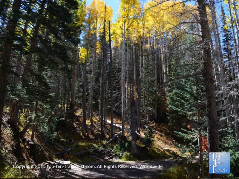 A beautiful mix of pines and aspens on the Flagstaff Inner Basin loop