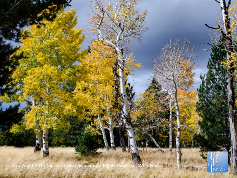 Pines and aspens on the Aspen Nature Loop