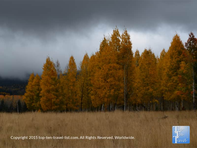 Beautiful aspens on a cloudy fall day along the Aspen Nature Loop in Flagstaff