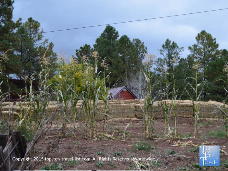 A mini corn maze at Hitchin' Post Stables