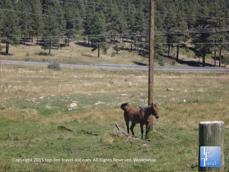 A horse at Diamond Hitch Stable in Pagosa Springs, Colorado