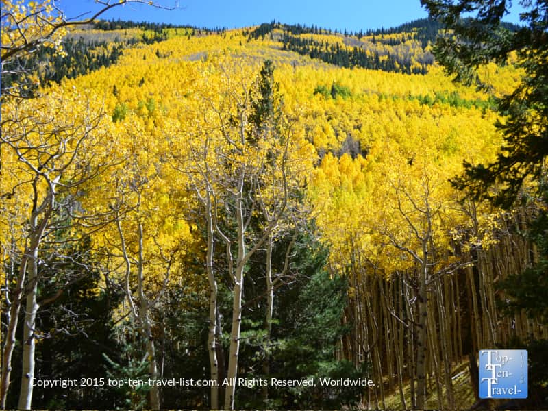 Gorgeous golden aspens covering the mountains in Flagstaff