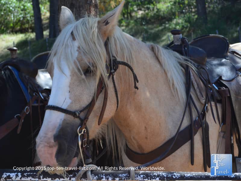 Horse at Diamond Hitch Stable in Pagosa Springs, Colorado