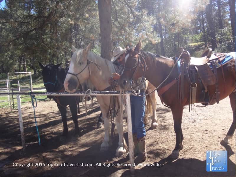 The 3 horses used for a trail ride at Diamond Hitch Stables in Pagosa Springs, Colorado