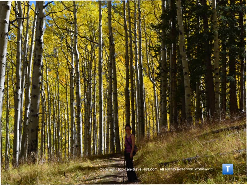 Tall yellow aspens in Flagstaff