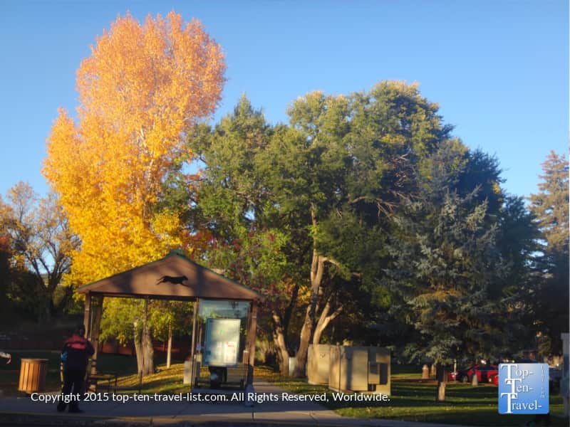 Gorgeous yellow foliage near Flagstaff
