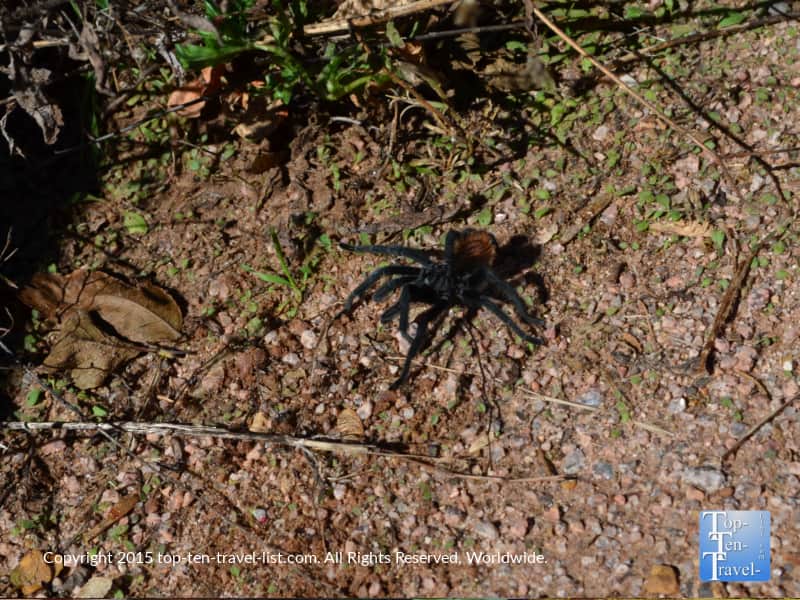 Tarantula along West Fork hiking trail in Sedona