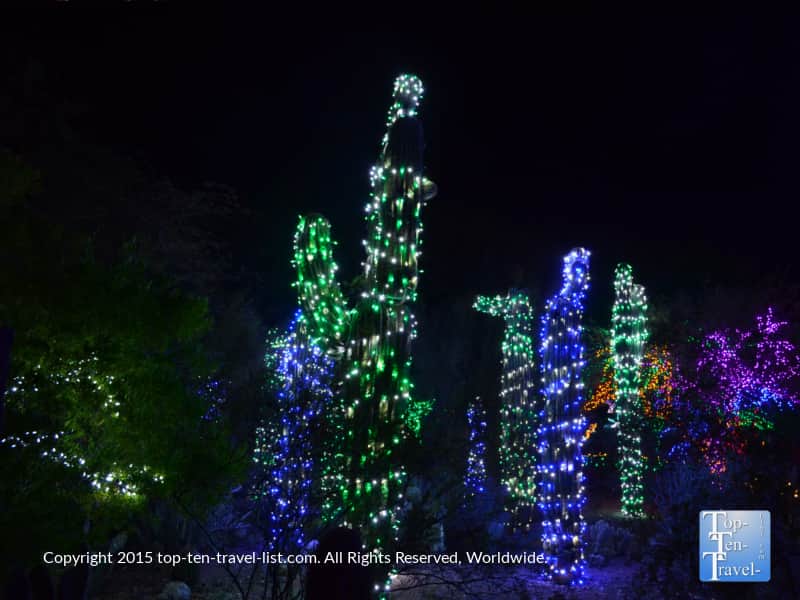 Cactus with Christmas Lights at the Phoenix Zoo