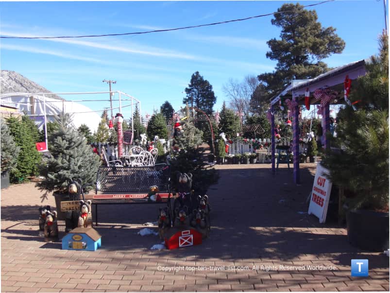 Viola's Garden Christmas trees in Flagstaff