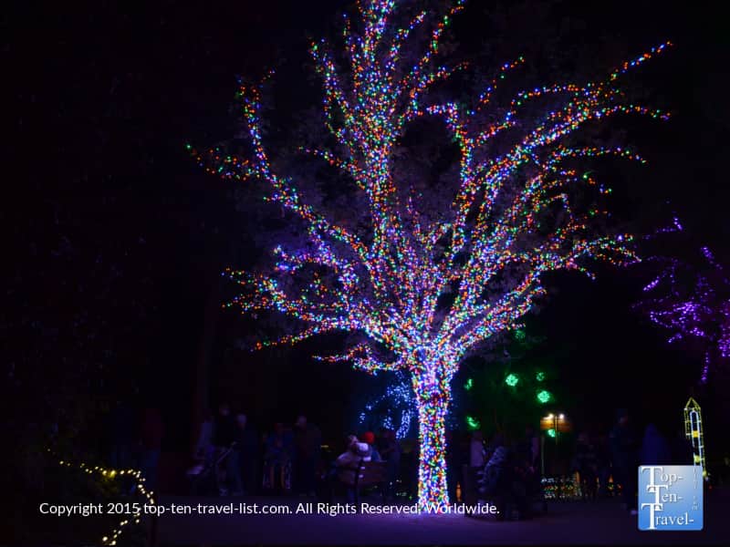 Colorful lights at the Phoenix Zoo Lights