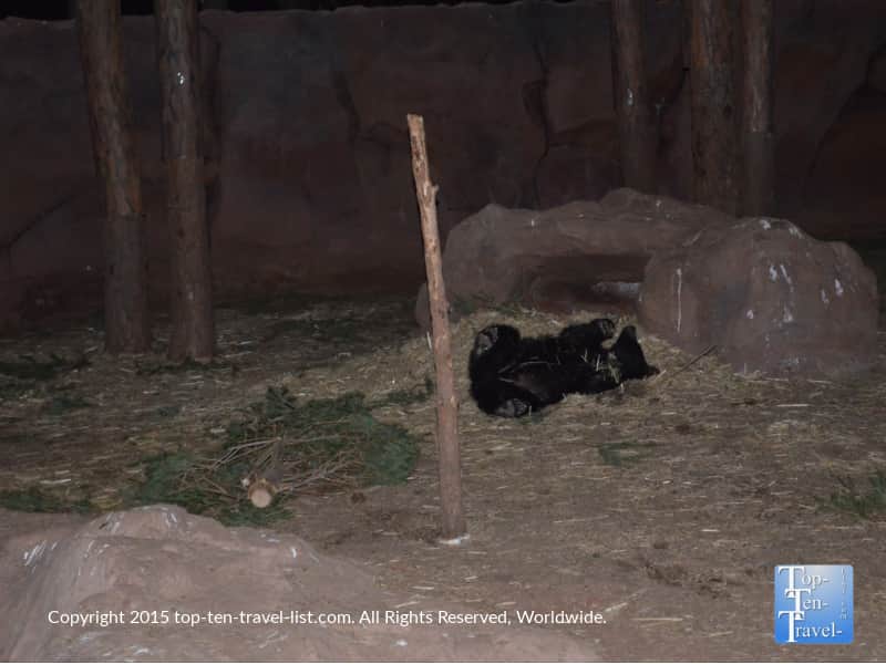 Black bear cub at Wild Wonderland at Bearizona in Williams, Arizona