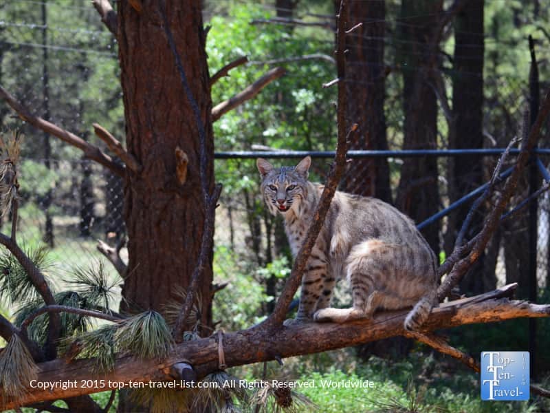 A beautiful bobcat seen on a summer visit to Bearizona