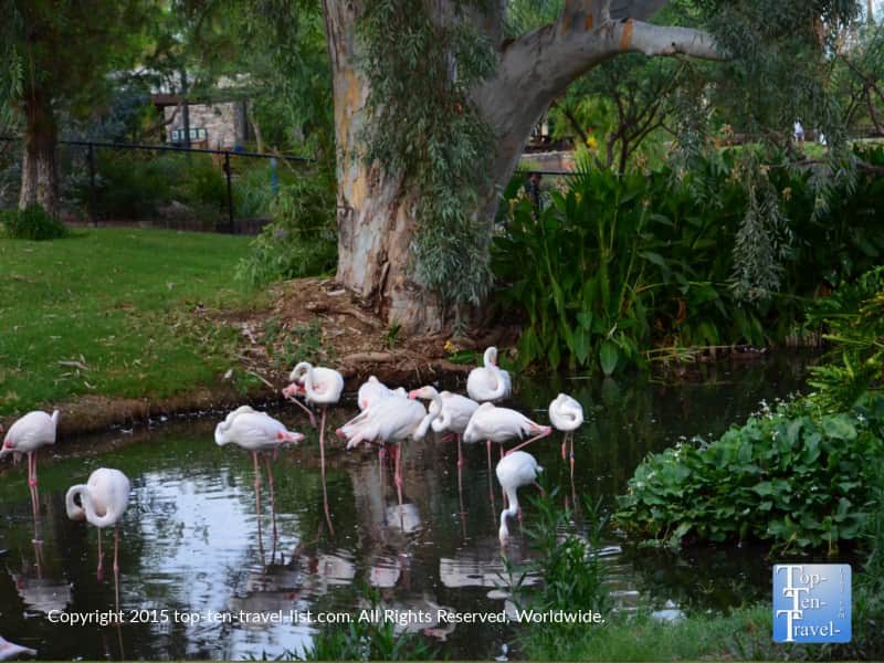 Flamingos at the Phoenix Zoo