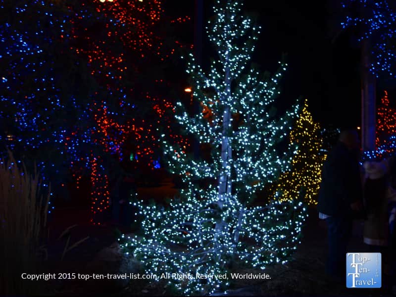 Beautiful lights on the trees in Flagstaff