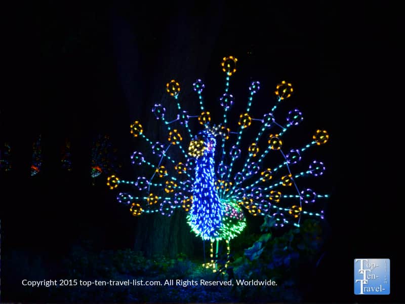 Peacock light display at the Phoenix Zoo