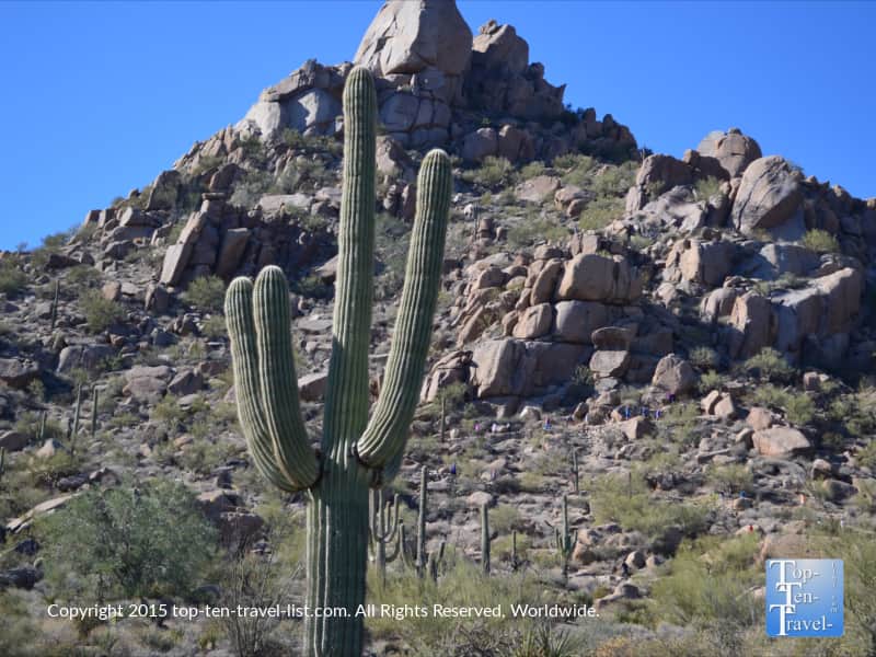 Saguaro along the Pinnacle Peak trail