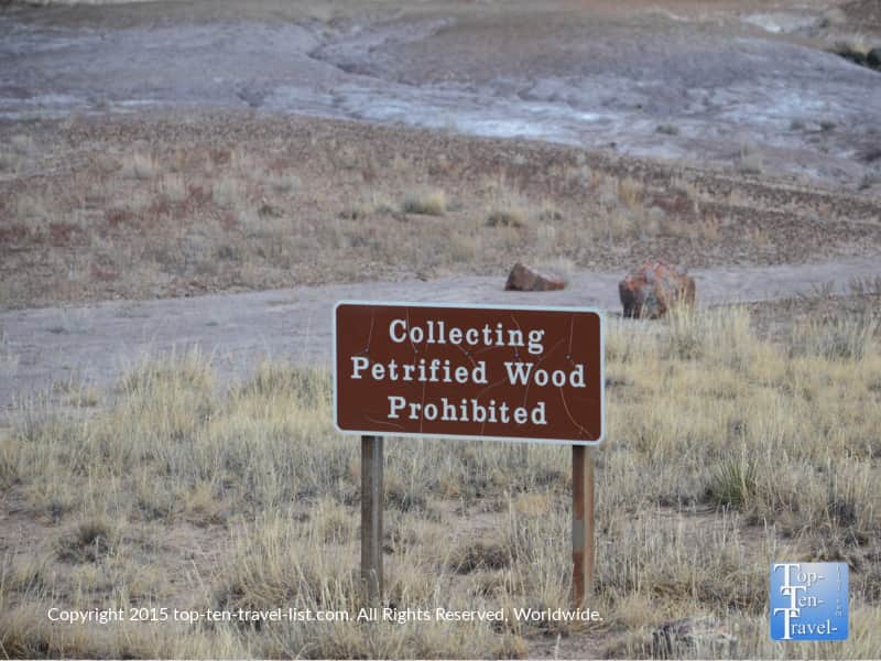 Collecting petrified wood is illegal at the national forest