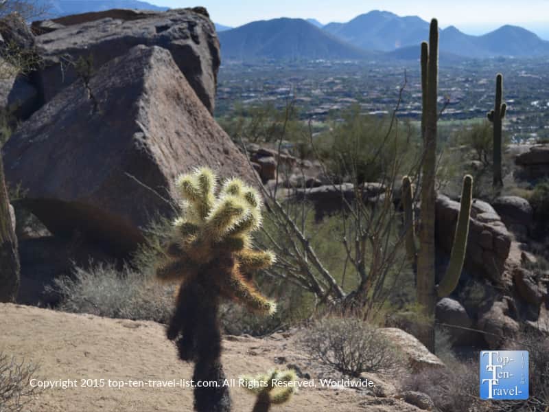 A variety of desert plants at Pinnacle Peak Park in Scottsdale, AZ