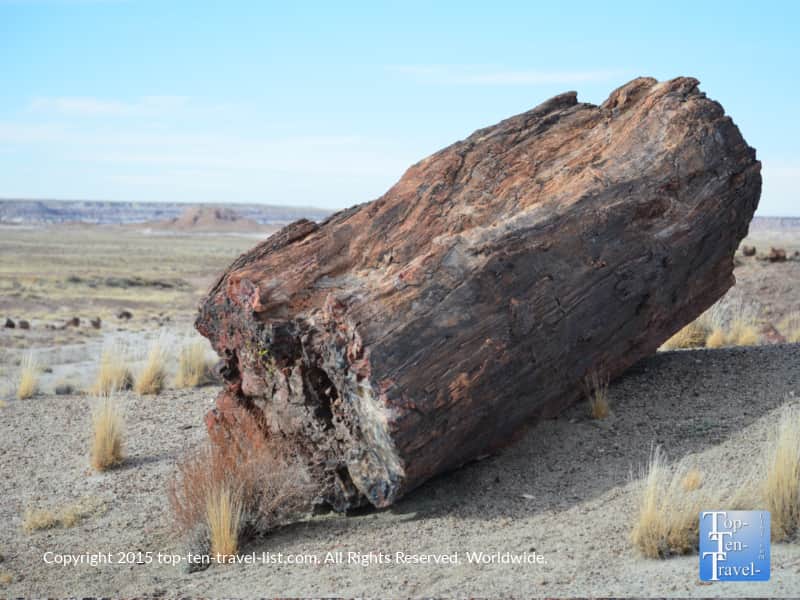 Ancient petrified wood in Arizona