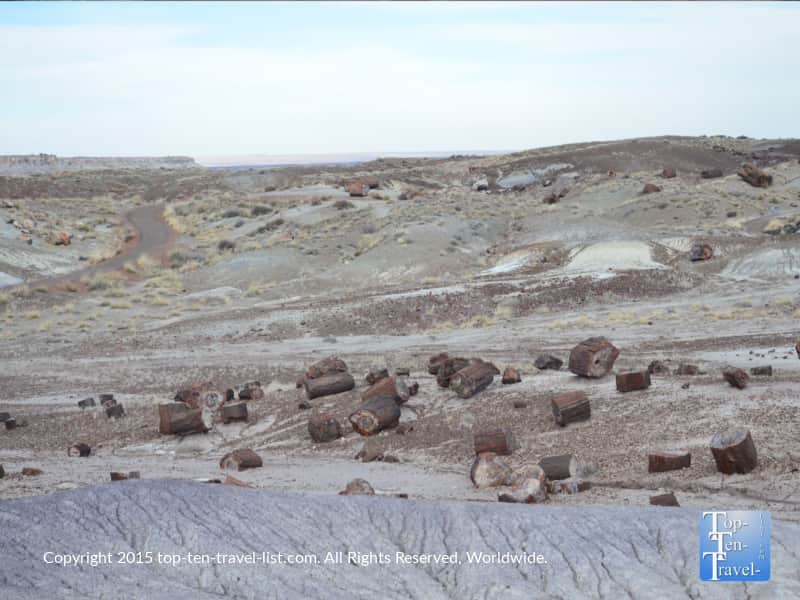 Crystal Forest petrified wood