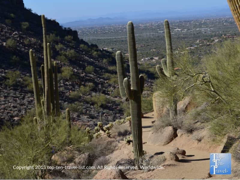 Cacti on the Pinnacle Peak trail in Scottsdale