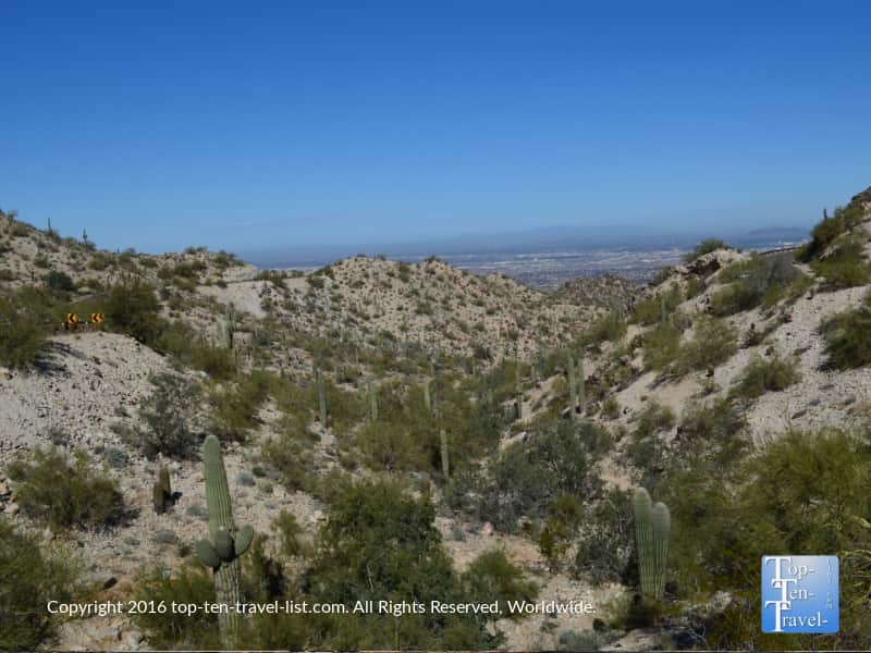 Not a single person in sight! Just beautiful Saguaro cactus at South Mountain in Phoenix