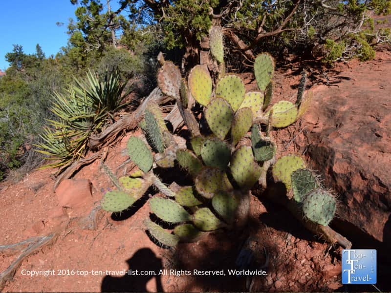 Prickly pear cactus along the Broken Arrow trail in Sedona