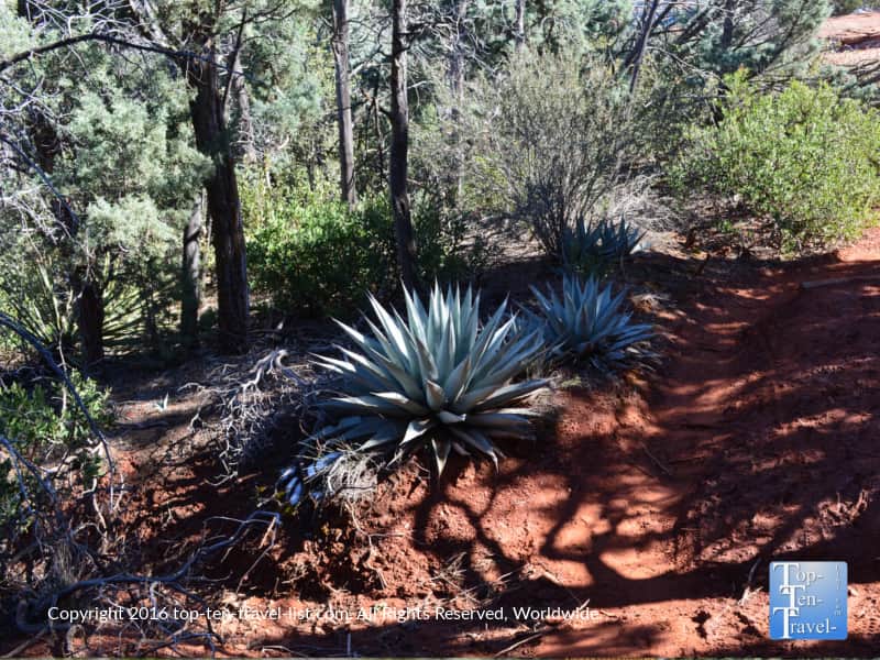 Yucca plant along the Broken Arrow trail in Sedona