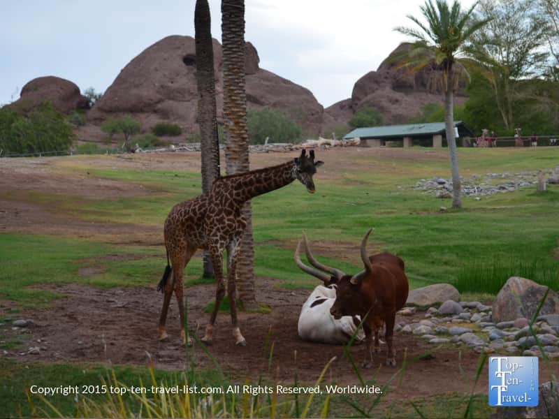 The beautiful Phoenix Zoo