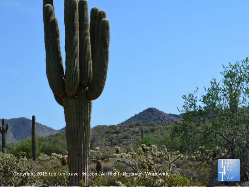 Tall cactus at Scottsdale McDowell Preserve