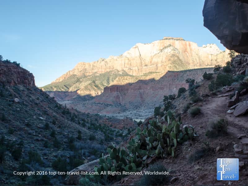A beautiful prickly pear cactus at Zion National park