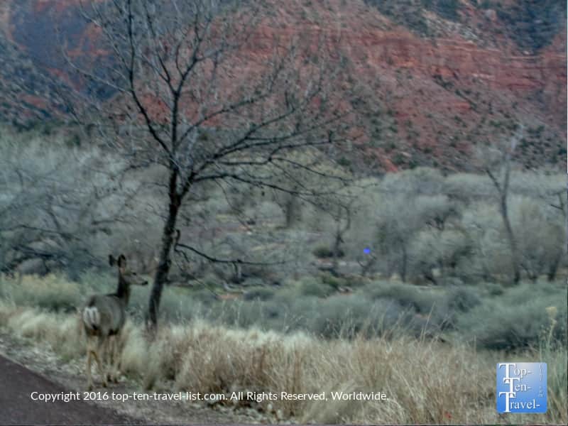 Deer blending in at Zion National park