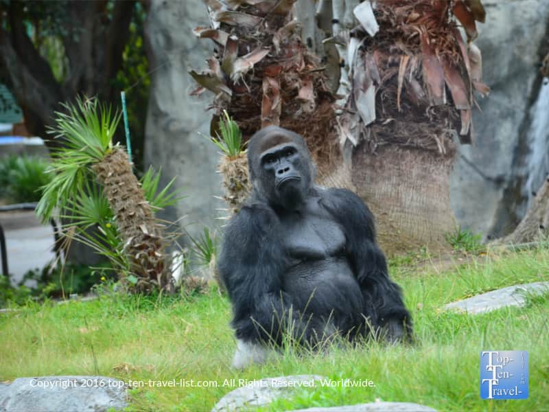A beautiful gorilla at the San Diego Zoo