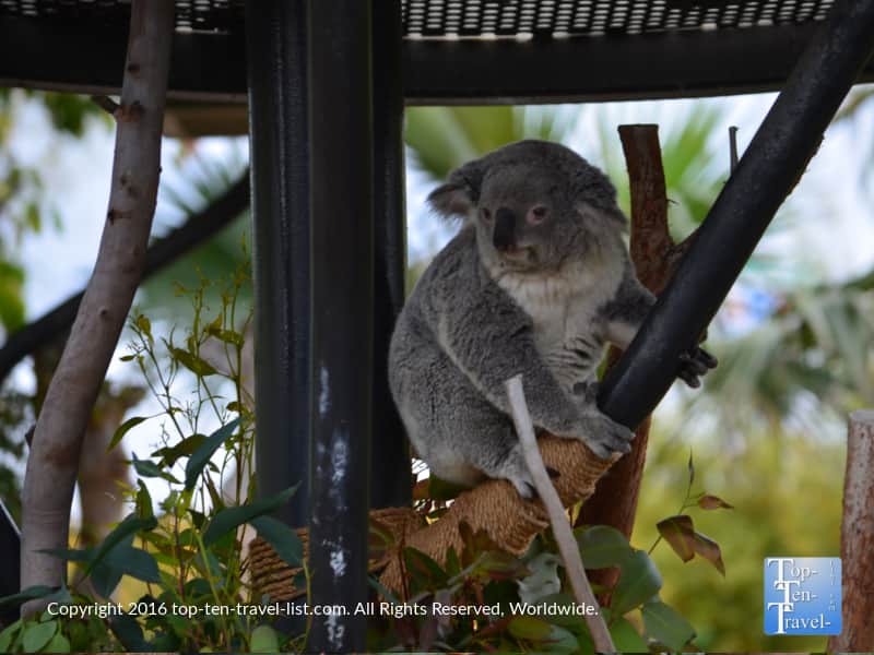 An adorable koala bear at the San Diego Zoo