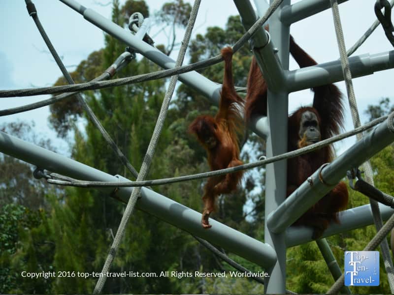 Baby orangatang playing at the San Diego zoo