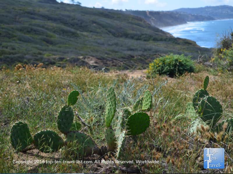 Cacti at Torrey Pines Nature Reserve in La Jolla CA
