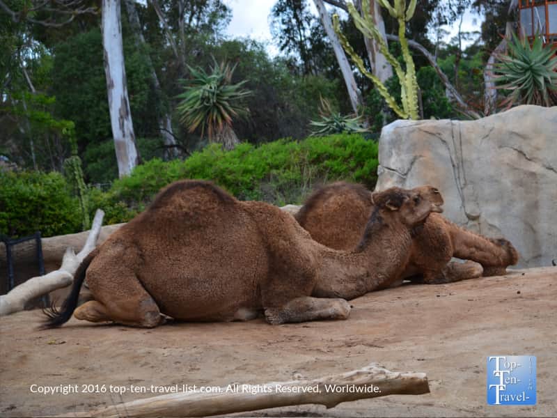 Camel at San Diego Zoo