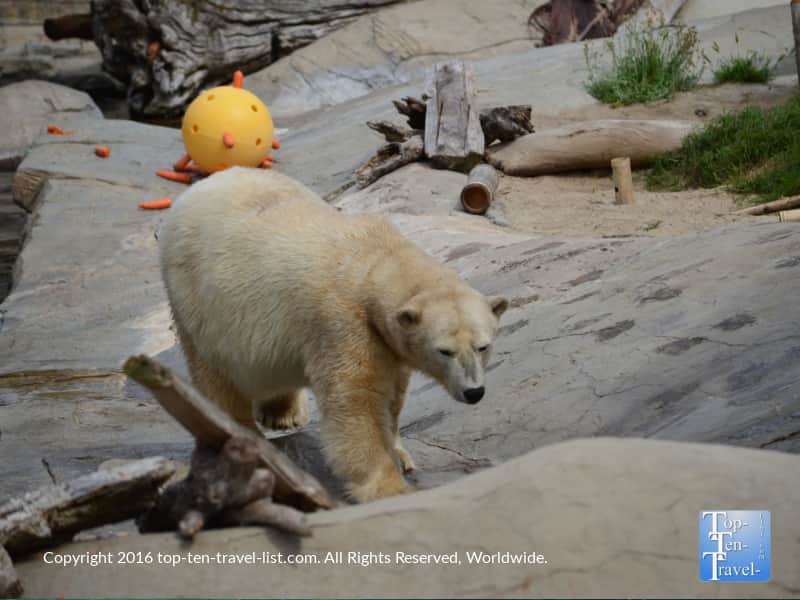 Close up of a polar bear at the San Diego Zoo