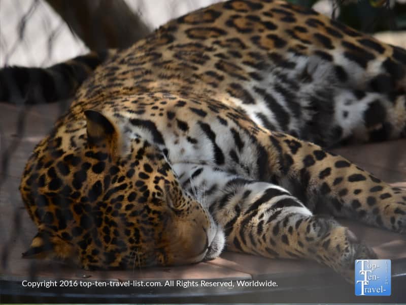 Close up of a sleeping jaguar at the San Diego Zoo
