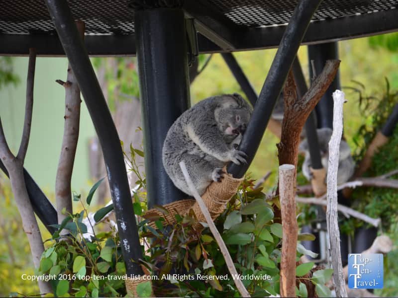 Cute koala bear at the San Diego Zoo