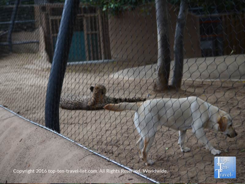 Pictured below in the same cage is a Taraji the cheetah and Duke (an Antolian shepherd dog).