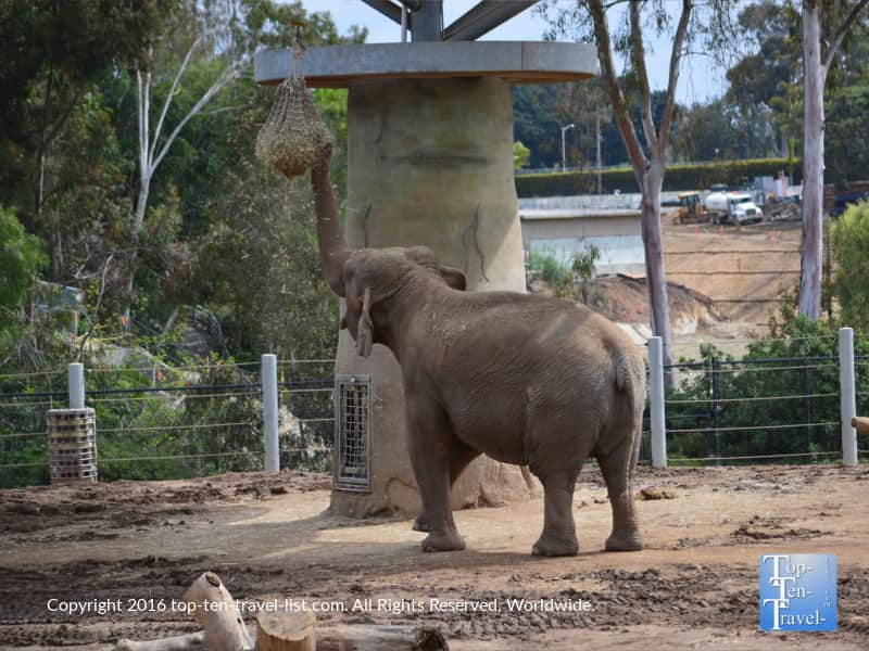 Elephant eating at the San Diego Zoo
