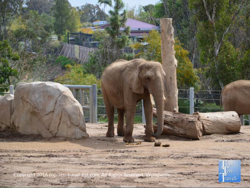 Elephant strolling around at the San Diego Zoo