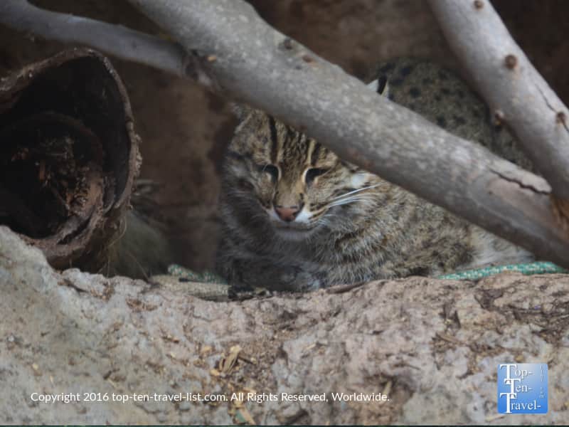 Fishing cat at the San Diego Zoo