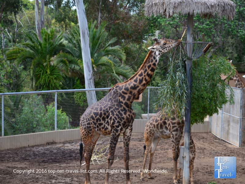 Giraffe at the San Diego Zoo